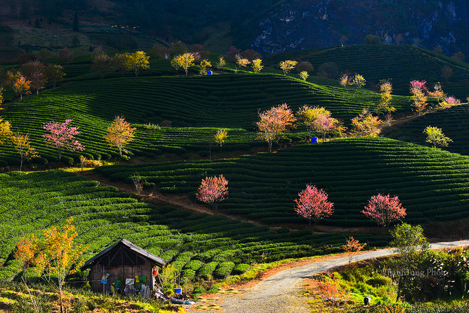 Đây là đồi chè của tư nhân nước ngoài thuê đất nên du khách hạn chế vào trong để chiêm ngưỡng cận cảnh, thường chỉ có thể đứng bên cạnh hoặc trên đường đi đèo Ô Quy Hồ để ngắm.
