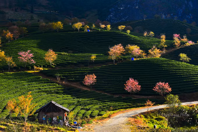 Đây là đồi chè của tư nhân nước ngoài thuê đất nên du khách hạn chế vào trong để chiêm ngưỡng cận cảnh, thường chỉ có thể đứng bên cạnh hoặc trên đường đi đèo Ô Quy Hồ để ngắm.