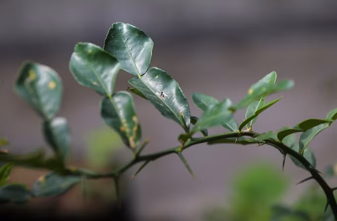 Cây chúc được xem là đặc sản của vùng Bảy Núi, An Giang, trồng nhiều ở hai huyện Tri Tôn và Tịnh Biên. Lá cây có vị the như lá chanh nhưng thơm nồng hơn, giữ được hương lâu, không bị đắng.