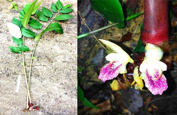 Gừng Vũ Quang - Zingiber vuquangense