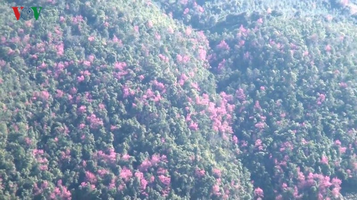  Tớ dày là loại cây thân gỗ, thuộc họ hoa đào, chỉ mọc và nở hoa ở độ cao trên 1.000 mét so với mực nước biển. Người Mông ở Mù Cang Chải gọi là “Pằng Tớ dày” nghĩa là “Hoa đào rừng”.