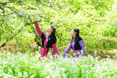 Mùa hoa mận Mộc Châu.