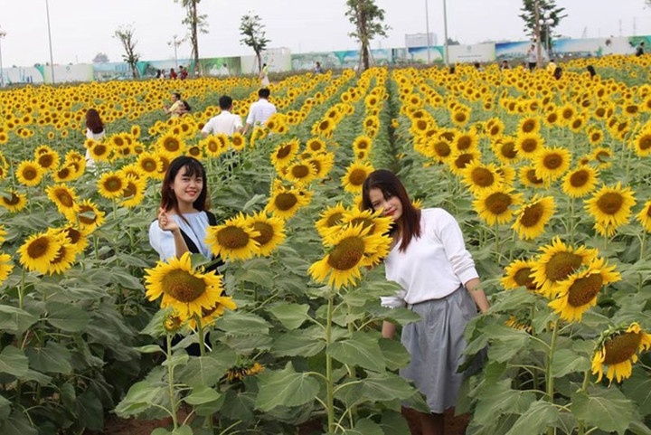  Cánh đồng hoa hướng dương (nằm trong khu đô thị Vạn Phúc, phường Hiệp Bình Phước, quận Thủ Đức, TP HCM là một trong những địa điểm hấp dẫn giới trẻ đến ngắm hoa, chụp ảnh (Ảnh: Thanh niên).
