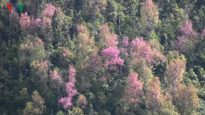 Cùng với cây bản địa khác, cây Tớ dày còn có tác dụng phòng hộ, phủ xanh đất trống, đồi núi trọc.