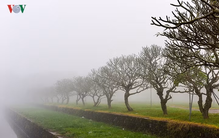  Hàng cây sứ trước mặt kinh thành Huế trong sương.