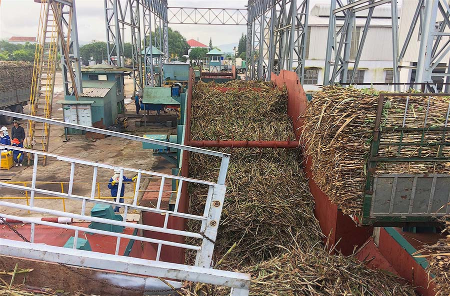 Nhà máy Đường An Khê quyết định bao thấp nhất 9 chữ đường khi thu mua mía nhằm hỗ trợ phần nào cho nông dân địa phương. Ảnh: H.T