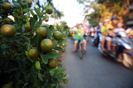  Cành tắc (quất) trĩu quả trong quan niệm dân gian là biểu tượng sức khỏe, bình an, trường thọ; may mắn trong tình duyên; hay sự sum vầy của gia đình