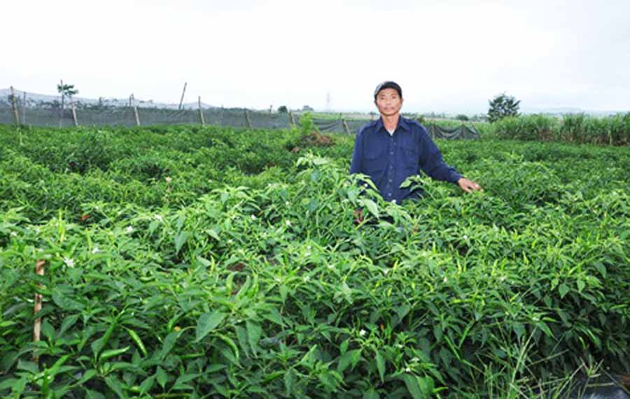 Anh Đặng Văn Hà bên vườn hoa màu của gia đình. Ảnh: T.T.K