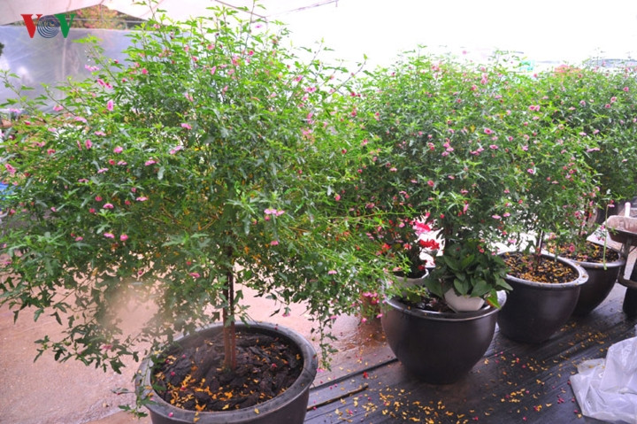 Cẩm quỳ thân gỗ mới ra mắt thị trường Tết Nguyên đán Kỷ Hợi 2019 nhưng được nhiều người biết tới và tìm mua.