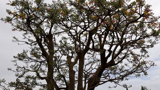 Điểm độc đáo của cây mai này là nhiều búp