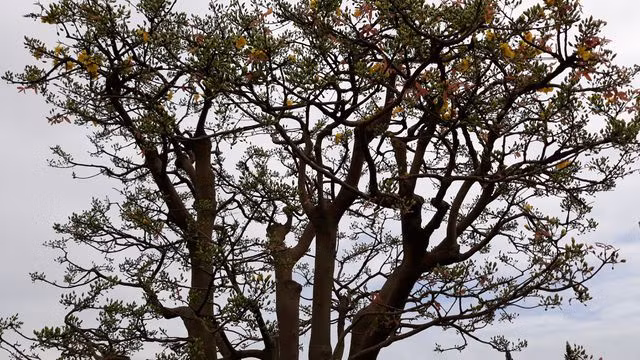 Điểm độc đáo của cây mai này là nhiều búp