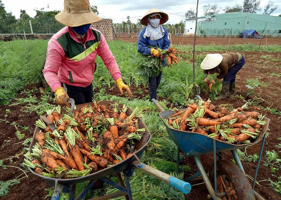 Gia đình ông Huỳnh Văn Công thu hoạch cà rốt trồng theo hướng hữu cơ. Ảnh: L.N  Gia đình ông Huỳnh Văn Công thu hoạch cà rốt trồng theo hướng hữu cơ. Ảnh: L.N