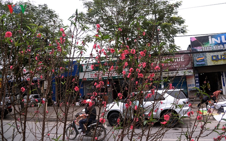 Hoa đào vốn gắn liền với không khí Tết, nhưng sự nở rộ của những tầng hoa trong ngày thường nhật đã tạo cảm giác thật khác lạ. 