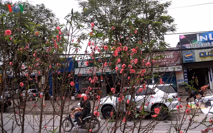 Hoa đào vốn gắn liền với không khí Tết, nhưng sự nở rộ của những tầng hoa trong ngày thường nhật đã tạo cảm giác thật khác lạ. 