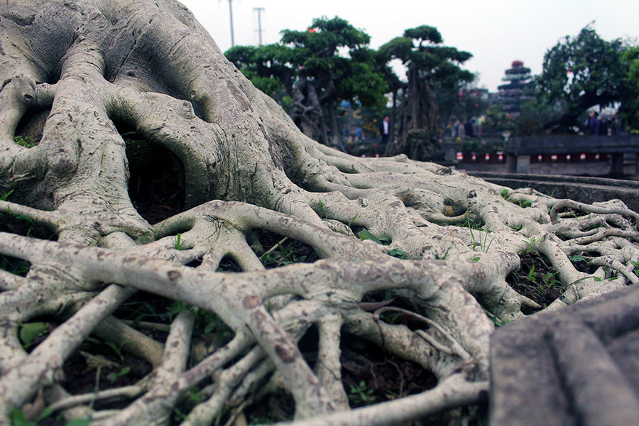 Khách sành chơi chỉ cần nhìn vào bộ rễ là đoán được số năm tuổi cây, cây có tuổi đời càng cao thì giá trị càng lớn