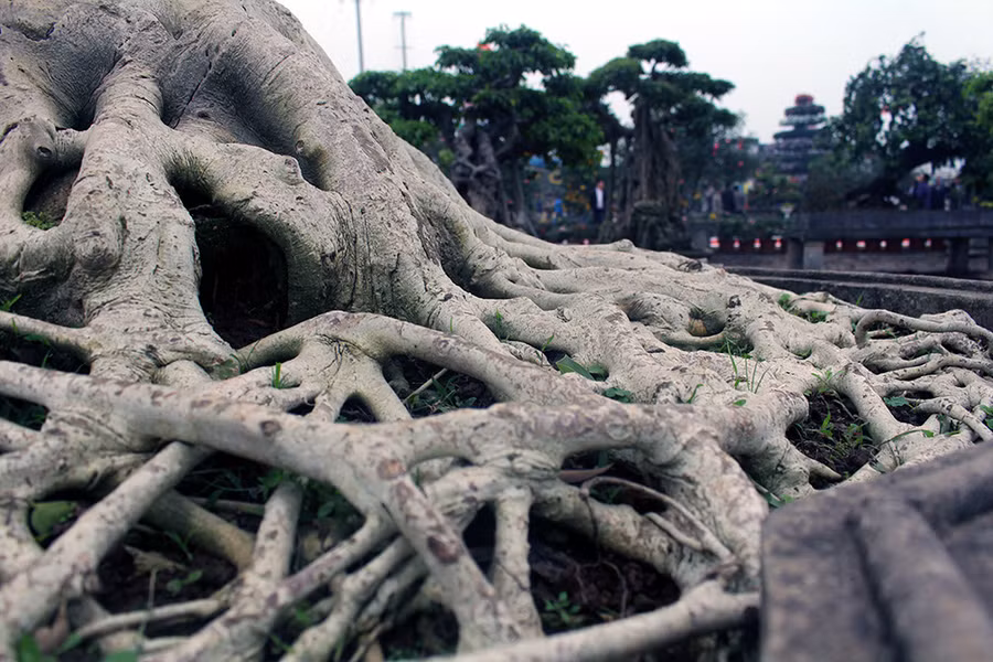 Khách sành chơi chỉ cần nhìn vào bộ rễ là đoán được số năm tuổi cây, cây có tuổi đời càng cao thì giá trị càng lớn