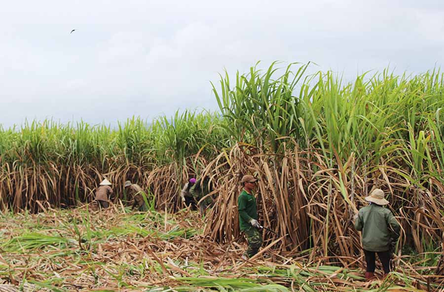  Nông dân thu hoạch mía. Ảnh: N.D