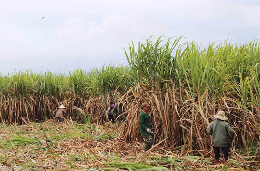  Nông dân thu hoạch mía. Ảnh: N.D
