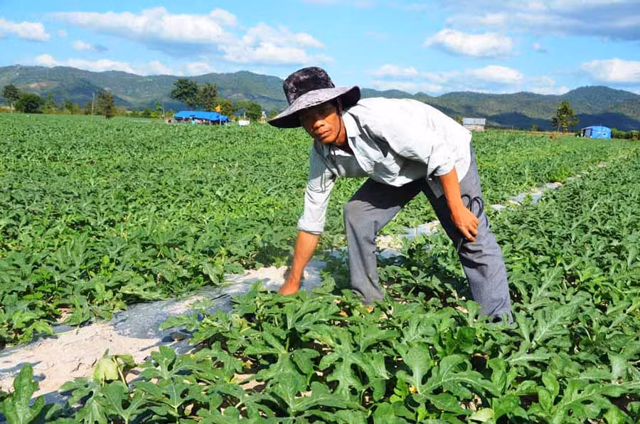  Anh Lý Văn Hậu (tỉnh Bình Định) chăm sóc ruộng dưa ở xã Ia Kdăm (huyện Ia Pa). Ảnh: Đ.P