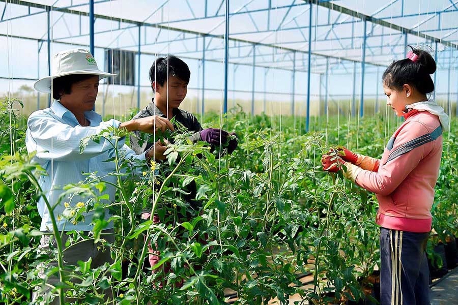 Phát triển nông nghiệp công nghệ cao là lĩnh vực được tỉnh ta đặc biệt quan tâm. Ảnh: Đức Thụy Phát triển nông nghiệp công nghệ cao là lĩnh vực được tỉnh ta đặc biệt quan tâm. Ảnh: Đức Thụy