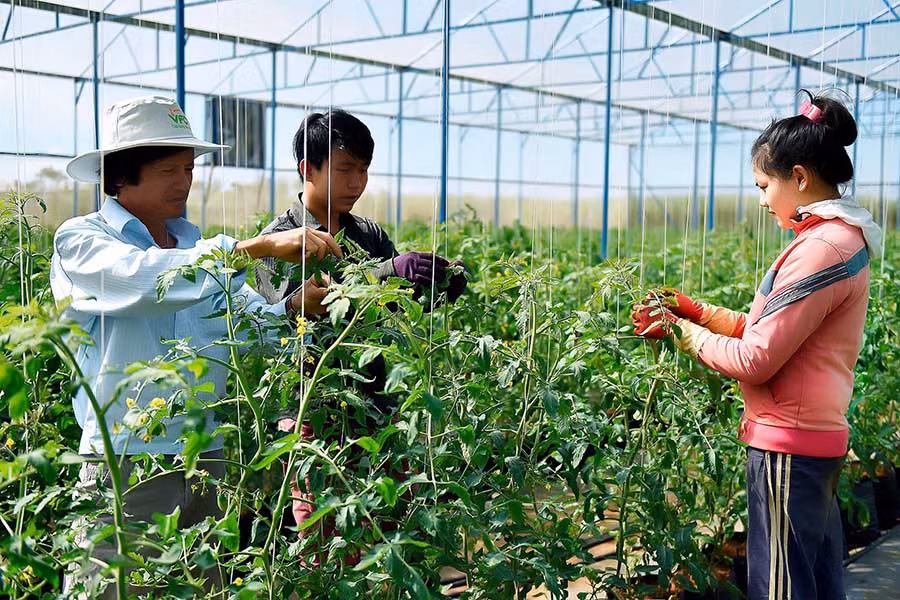 Phát triển nông nghiệp công nghệ cao là lĩnh vực được tỉnh ta đặc biệt quan tâm. Ảnh: Đức Thụy