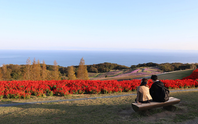 Nơi đây thu hút nhiều bạn trẻ và các đôi tình nhân đến ngắm hoa, họ cùng đi dạo, vui chơi và ăn uống. 