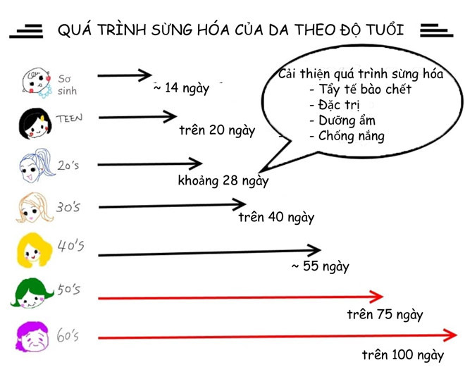  Càng lớn tuổi, quá trình sừng hóa diễn ra càng chậm, gây tác động xấu đến làn da. Đồ họa: Audrey Phạm.