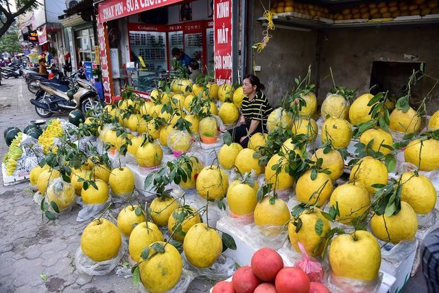 Càng gần Tết Nguyên đán thị trường hoa quả càng trở nên nhộn nhịp, sôi động. Năm nay, loại bưởi khổng lồ hay còn gọi là bưởi Kỳ Đà có nguồn gốc từ Tuyên Quang, Hà Giang được nhiều người ưa chuộng, tìm mua.