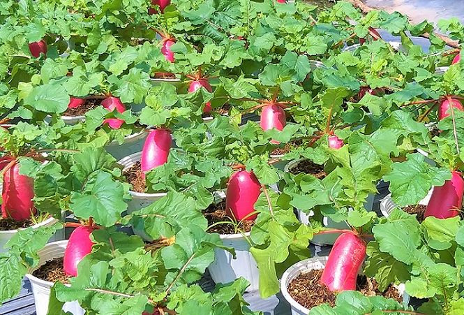 Những chậu củ cải bóng loáng chuẩn bị cung ứng cho thị trường Tết 2019 - Ảnh: Kim Hà.