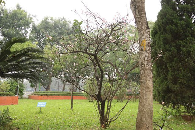 Đối với người Nhật Bản, hoa anh đào không chỉ tượng trưng cho sức sống, vẻ đẹp mà còn là biểu tượng của tính khiêm nhường, nhẫn nhịn – một đức tính đặc trưng của dân tộc này. 