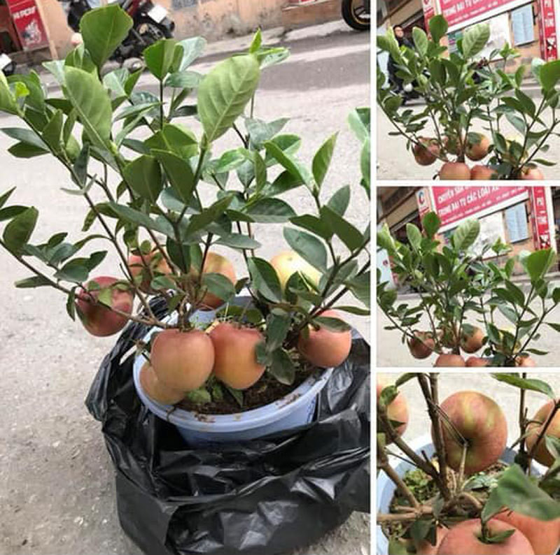 Không chỉ có dâm bụt đẻ ra táo mà trên thị trường còn có những cây mít đẻ ra táo chi chít dưới gốc