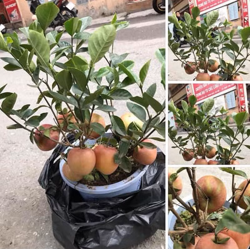 Không chỉ có dâm bụt đẻ ra táo mà trên thị trường còn có những cây mít đẻ ra táo chi chít dưới gốc