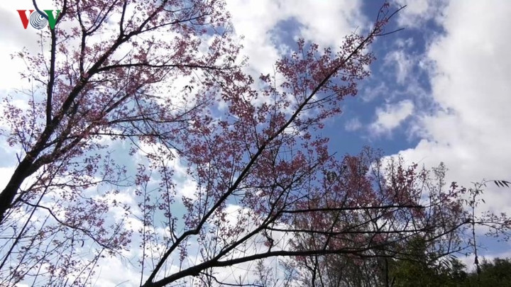  Ở địa bàn mà nhiệt độ có lúc xuống dưới 5 độ, sự rực rỡ của Tớ dày đã xua tan giá lạnh ngày đông.