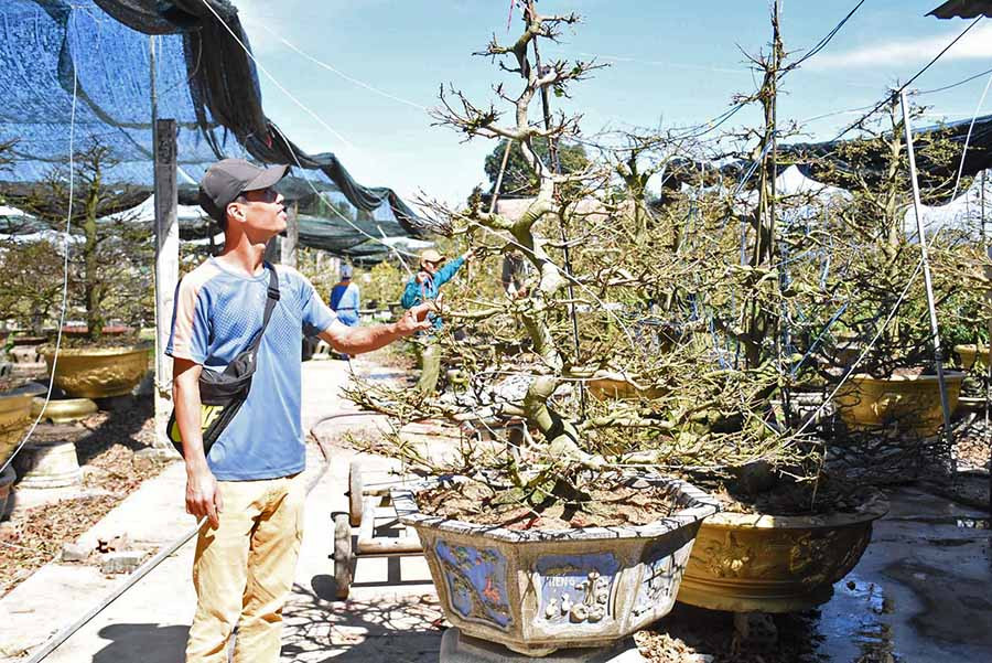 Những chậu mai có dáng hình chữ chi đều rất đẹp. Ảnh: Hà Phương  Những chậu mai có dáng hình chữ chi đều rất đẹp. Ảnh: Hà Phương