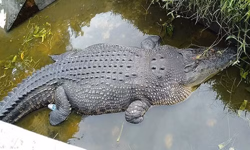  Con cá sấu tấn công Deasy. Ảnh: Viral Press.