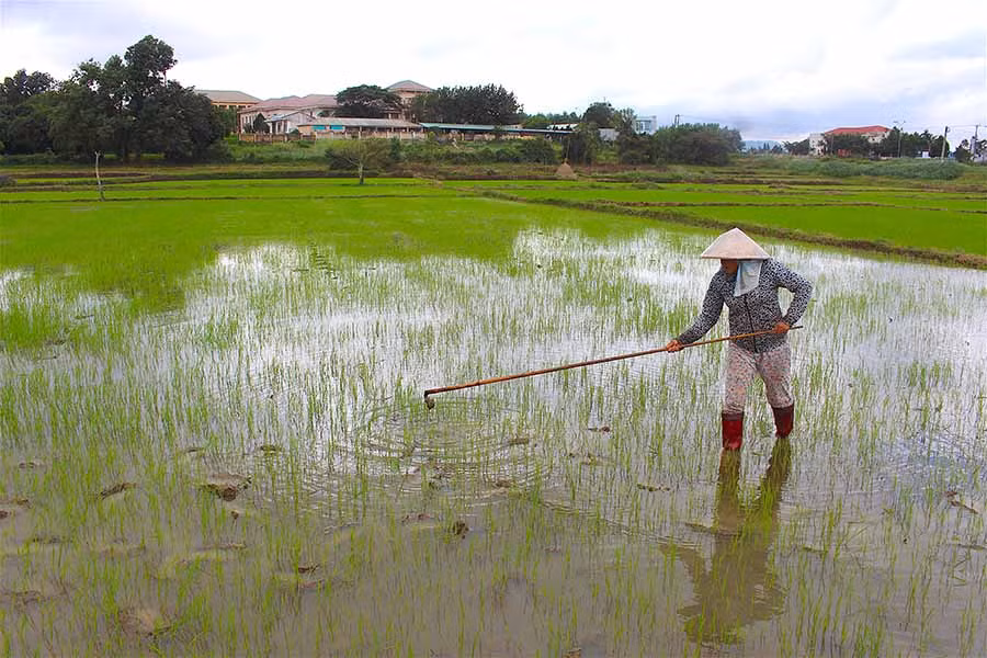Tiến độ gieo trồng vụ Đông Xuân 2018-2019 ở thị xã An Khê chậm hơn 1 tháng so với mọi năm. Ảnh: Hồng Thi