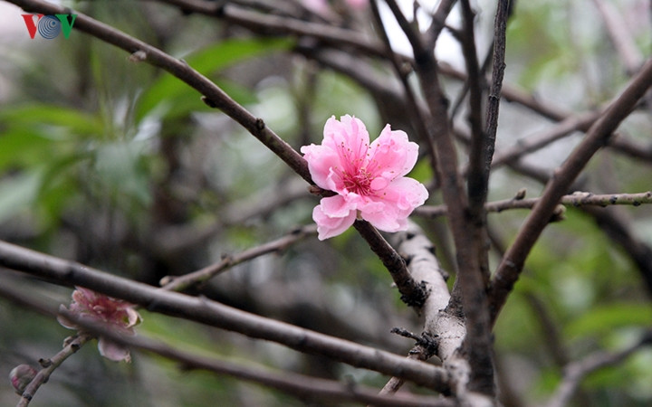 Cứ mỗi độ Tết đến xuân về tại đường Lạc Long Quân (Hà Nội) lại rực thắm sắc hoa đào khiến nhiều người Hà Nội luôn tìm đến như 1 địa điểm gợi nhớ đến không khí Tết cổ truyền đầy sắc thắm của mùa xuân.