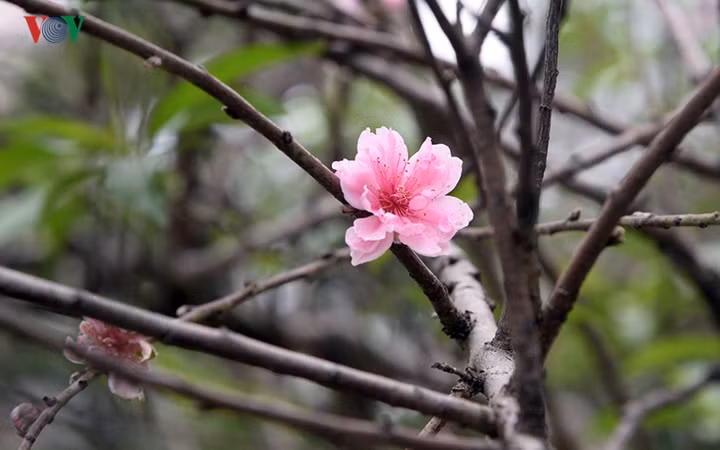 Cứ mỗi độ Tết đến xuân về tại đường Lạc Long Quân (Hà Nội) lại rực thắm sắc hoa đào khiến nhiều người Hà Nội luôn tìm đến như 1 địa điểm gợi nhớ đến không khí Tết cổ truyền đầy sắc thắm của mùa xuân.