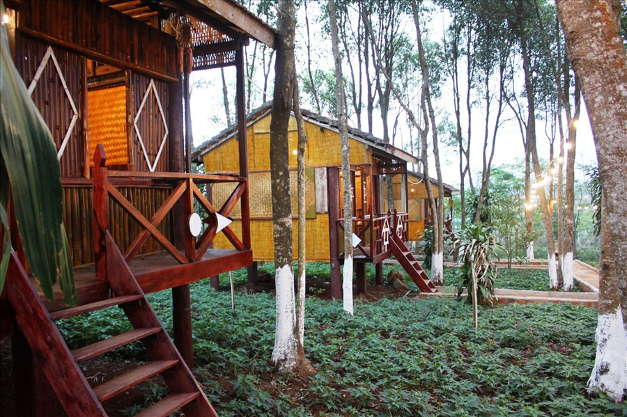  Heo rừng được khoanh nuôi tại khuôn viên của quán, phục vụ cho các món ăn.