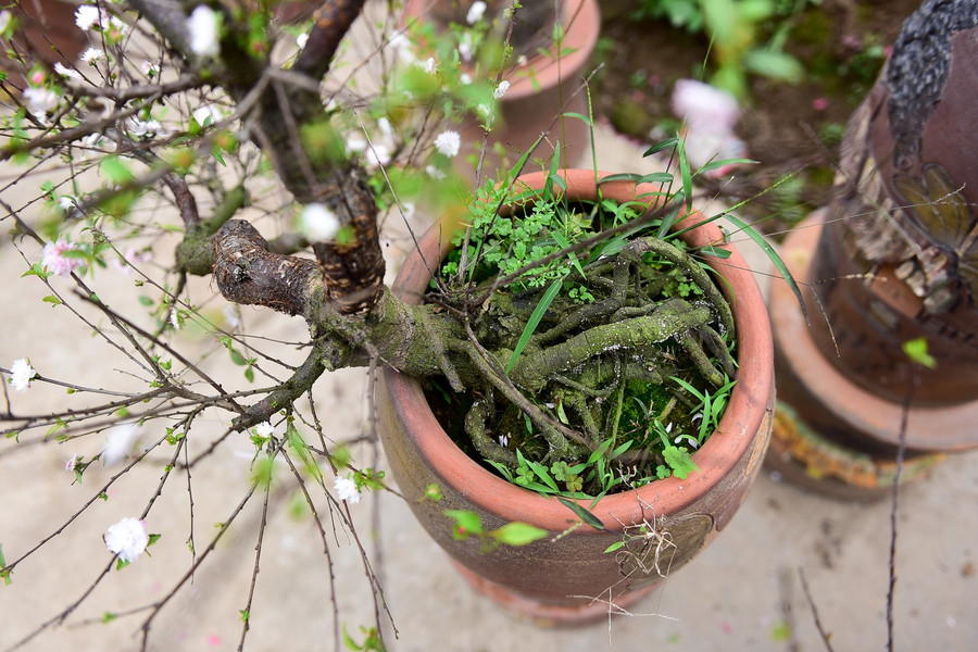  Các gốc mai ở đây có độ tuổi từ 2 năm tới hàng chục năm