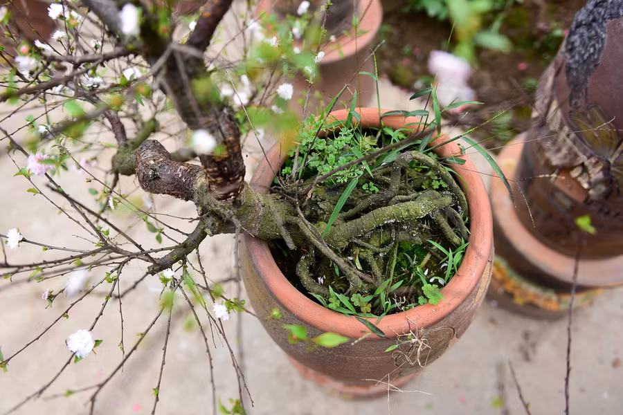  Các gốc mai ở đây có độ tuổi từ 2 năm tới hàng chục năm