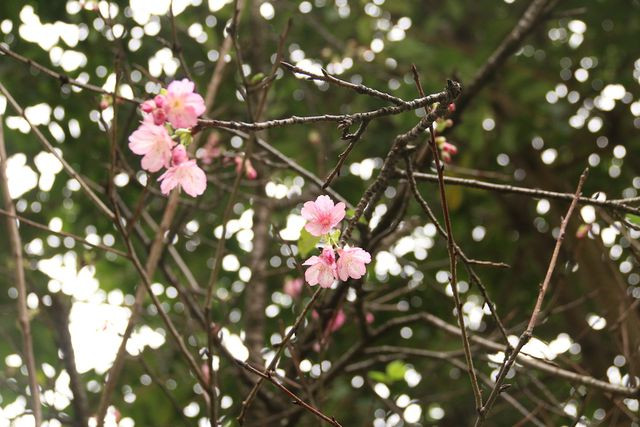 Các cây hoa anh đào được đưa sang Việt Nam phát triển khá tốt. Nhiều cây đã bung hoa rực rỡ tuy nhiên do khác biệt khí hậu nên hoa nở không sai như ở Nhật Bản.