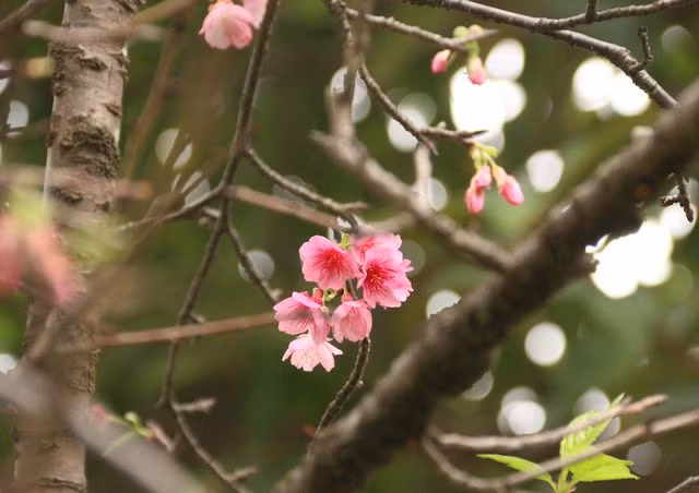 Có đến hơn 100 loài hoa anh đào được phát hiện ở Nhật Bản trong đó có loại màu trắng, có loại phơn phớt vàng nhưng đẹp và phổ biến nhất vẫn là loại anh đào màu hồng.