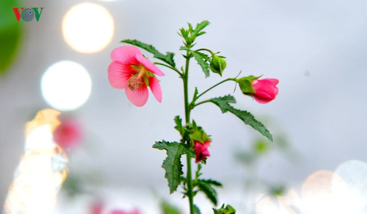  Khách mua cẩm quỳ chơi Tết cũng không phải chăm sóc quá kỳ công.