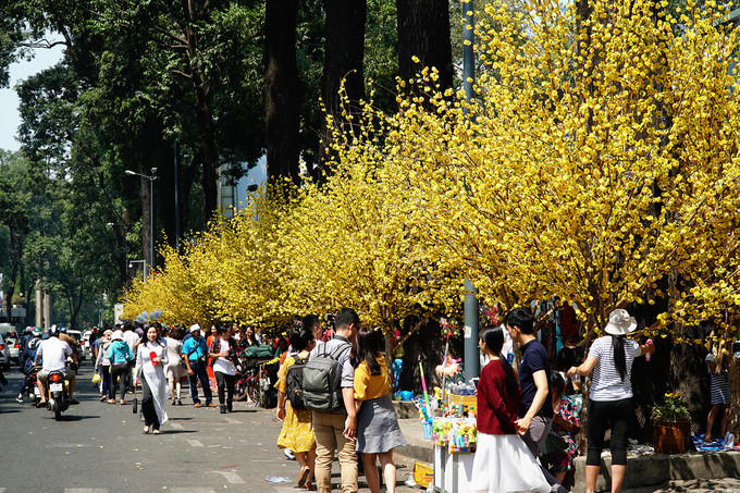 Cuối tháng Chạp hàng năm, góc đường Phạm Ngọc Thạch - Nguyễn Thị Minh Khai, quận 1, TP HCM lại rực rỡ sắc hoa mai vàng như báo hiệu một mùa xuân đang đến gần. Bên cạnh đó là phố ông Đồ, nơi thu hút đông đảo người dân và du khách trong suốt 13 năm qua nhờ không gian truyền thống được tái hiện cầu kỳ.