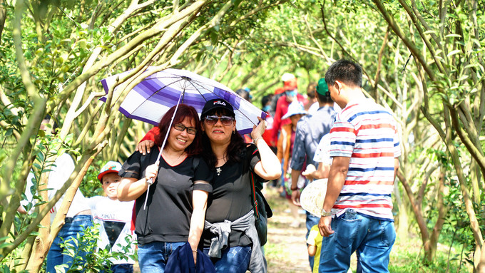 Giáp Tết cũng là thời điểm quýt sai trái. Chính vì vậy, các vườn đón đông một lượng khách lớn từ các tỉnh TP HCM, Cần Thơ, Vĩnh Long... Trời nắng chói chang nhưng nhiều du khách vẫn không ngại để ghé các vườn tham quan. Hiện tại một số chủ vườn ở Lai Vung đều tham gia hợp tác xã để làm du lịch. Khách vào thăm vườn sẽ mua vé với giá 50.000 đồng. 