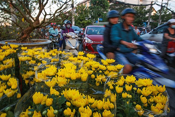 Cúc được bày bán tại Bến Bình Đông