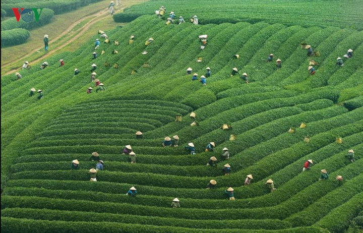  Huyện Mộc Châu thuộc tỉnh Sơn La có những đồi chè xanh, những cao nguyên tràn đầy nhựa sống, được ví như Đà Lạt của Tây Bắc. Mỗi mùa, Mộc Châu lại khoác trên mình những chiếc áo khác nhau. Khi thì là những bức ảnh đồng cỏ xanh trải dài vô tận, những cánh đồng cải trắng ngút tầm mắt, lúc thì là những dải hồng của sắc đào, những tấm áo trắng tinh khôi căng tràn nhựa sống của hoa mận…
