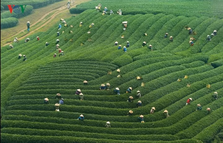  Huyện Mộc Châu thuộc tỉnh Sơn La có những đồi chè xanh, những cao nguyên tràn đầy nhựa sống, được ví như Đà Lạt của Tây Bắc. Mỗi mùa, Mộc Châu lại khoác trên mình những chiếc áo khác nhau. Khi thì là những bức ảnh đồng cỏ xanh trải dài vô tận, những cánh đồng cải trắng ngút tầm mắt, lúc thì là những dải hồng của sắc đào, những tấm áo trắng tinh khôi căng tràn nhựa sống của hoa mận…