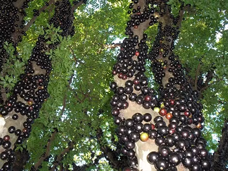 Ảnh minh họa (nguồn internet)